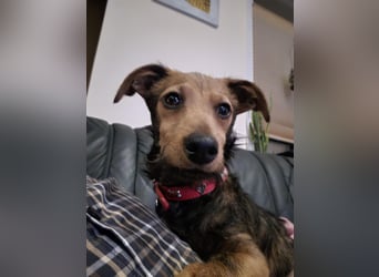 Soma, geboren 02.07.2025, 22cm sucht sein Zuhause (Pflegestelle in Steinfurt)