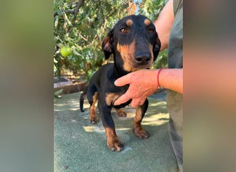 Monty, geboren 12.04.2025, 26cm sucht Dackel Zuhause