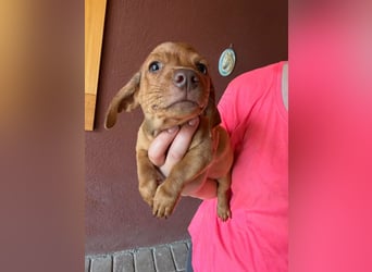 Pierre, 18.06.2026 geboren, 14cm sucht sein Für immer Zuhause