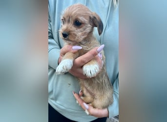 Jenna, geboren 19.01.2026 sucht ihr Körbchen