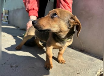 Pluto, geboren 05.11.2025, 24cm sucht sein Glück