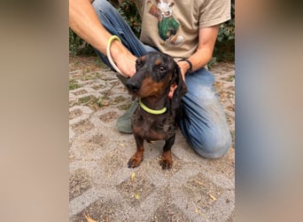 Rio, geboren 04.06.2025, 25cm sucht seine Menschen
