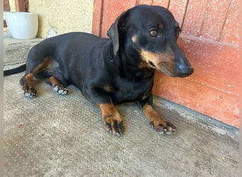 Zserbo, geboren 07.04.2020, 26cm sucht seine Menschen