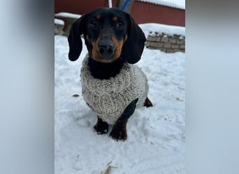 Stella, geboren 01.01.2023, 24cm sucht ihr Glück