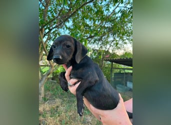 Haribo, geboren 20.03.2026, 23cm sucht seine Menschen
