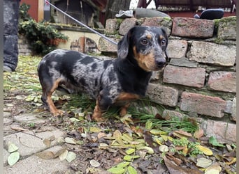 Hunor, geboren 12.06.2024, 26cm sucht seine Menschen