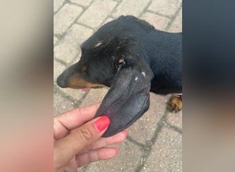 Zserbo, geboren 07.04.2020, 26cm sucht seine Menschen