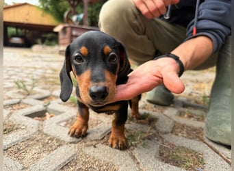 Noel, geboren 22.06.2026, 17cm sucht Dackel-Fan