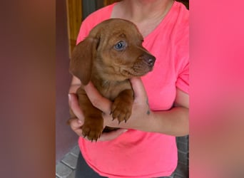 Panna, 18.06.2026 geboren, 14cm sucht ihre Menschen