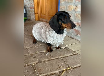 Stella, geboren 01.01.2023, 24cm sucht ihr Glück