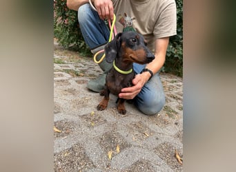 Rio, geboren 04.06.2025, 25cm sucht seine Menschen