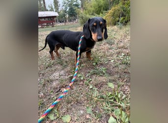 Jakab, geboren 01.09.2025, 25cm sucht Geborgenheit