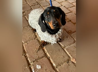 Stella, geboren 01.01.2023, 24cm sucht DICH!