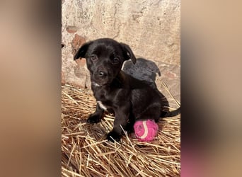 Alina, 11 Wochen sucht ihre Menschen