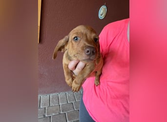 Pierre, 18.06.2026 geboren, 14cm sucht sein Für immer Zuhause