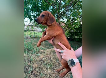 Bonbonetti, geboren 20.03.2026, 22cm sucht ihr Körbchen