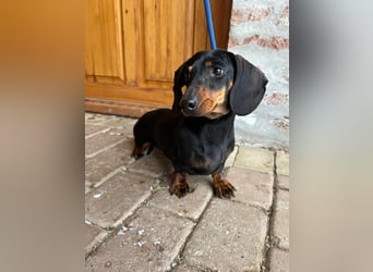 Stella, geboren 01.01.2023, 24cm sucht ihr Glück