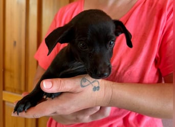 Pedro, 18.06.2026 geboren, 15cm sucht seine Chance