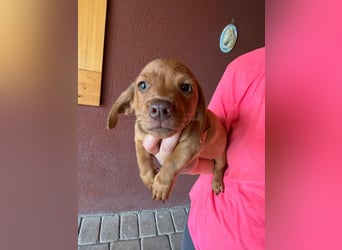 Pierre, 18.06.2026 geboren, 14cm sucht sein Für immer Zuhause
