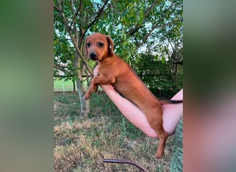 Bonbonetti, geboren 20.03.2026, 22cm sucht ihr Körbchen