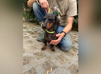 Rio, geboren 04.06.2025, 25cm sucht seine Menschen