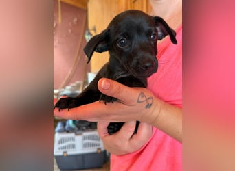 Pedro, 18.06.2026 geboren, 15cm sucht seine Chance