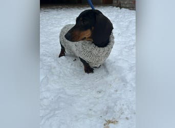 Stella, geboren 01.01.2023, 24cm sucht DICH!