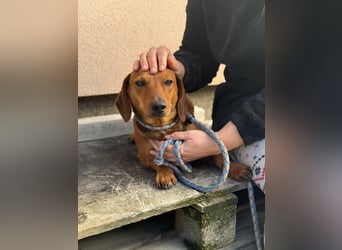 Mogyi, geboren 01.01.2022, 26cm sucht sein Glück