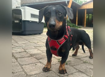 Zserbo, geboren 07.04.2020, 26cm sucht seine Menschen