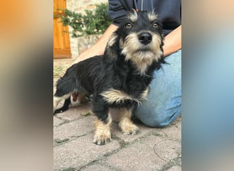 Benito, geboren 03.2025, 25cm sucht seine Menschen