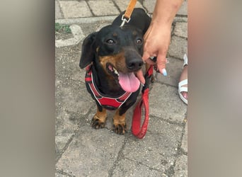Zserbo, geboren 07.04.2020, 26cm sucht seine Menschen