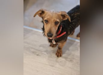 Soma, geboren 02.07.2025, 22cm sucht sein Zuhause (Pflegestelle in Steinfurt)