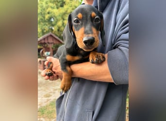 Noel, geboren 22.06.2026, 17cm sucht Dackel-Fan