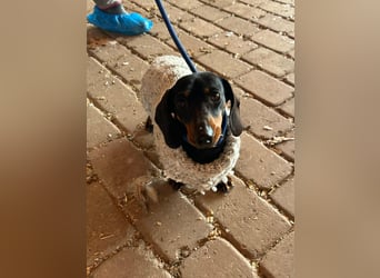 Stella, geboren 01.01.2023, 24cm sucht DICH!