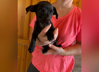 Pedro, 18.06.2026 geboren, 15cm sucht seine Chance