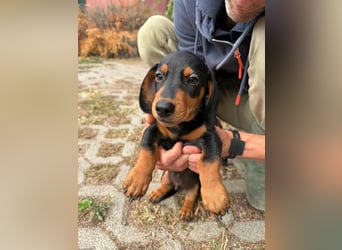 Noel, geboren 22.06.2026, 17cm sucht Dackel-Fan