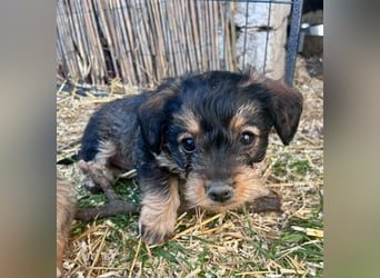 Jessica, geboren 19.01.2026 sucht ihre Menschen