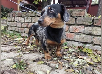 Hunor, geboren 12.06.2024, 26cm sucht seine Menschen