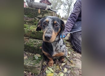 Hunor, geboren 12.06.2024, 26cm sucht seine Menschen