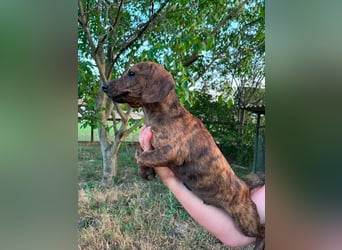 Toffifie, geboren 20.03.2026, 24cm sucht sein Zuhause