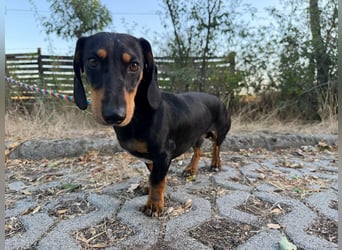 Jakab, geboren 01.09.2025, 25cm sucht Geborgenheit