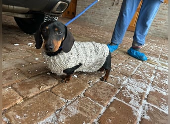 Stella, geboren 01.01.2023, 24cm sucht DICH!