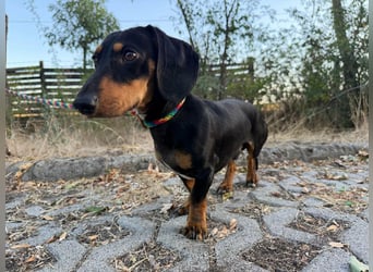 Jakab, geboren 01.09.2025, 25cm sucht Geborgenheit