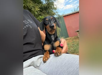 Hugo, geboren 29.04.2026, 24cm sucht sein Plätzchen