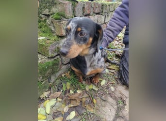 Hunor, geboren 12.06.2024, 26cm sucht seine Menschen