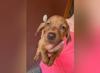 Pierre, 18.06.2026 geboren, 14cm sucht sein Für immer Zuhause