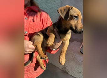 Pluto, geboren 05.11.2025, 24cm sucht sein Glück