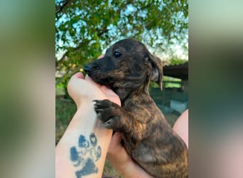 Tuttifrutti, geboren 20.03.2026, 22cm sucht ihre Menschen