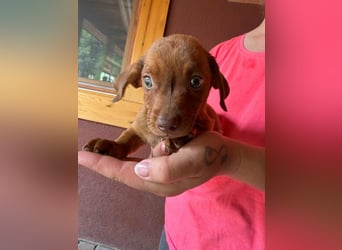 Pascal, 18.06.2026 geboren, 14cm sucht sein Körbchen