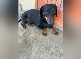 Zserbo, geboren 07.04.2020, 26cm sucht seine Menschen